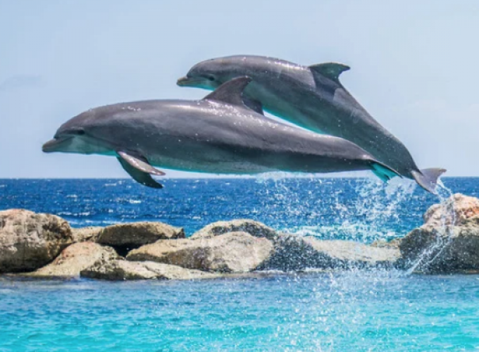 Encuentro con delfines en Punta Cana