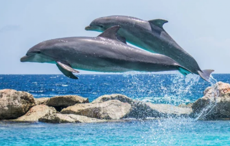 Encuentro con delfines en Punta Cana