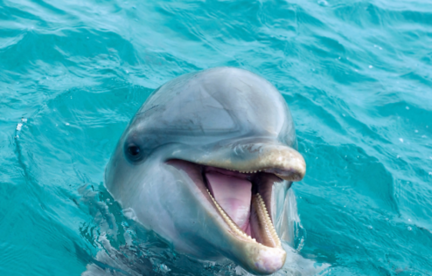 SNORKEL CON LOS DELFINES